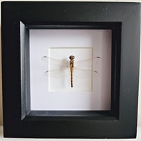 Framed - Indonesian Dragonfly II