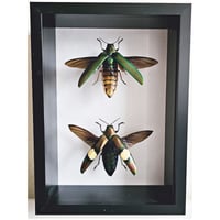 Image 1 of Deep Framed - Metallic Wood-Boring Beetle Pair