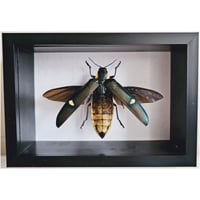 Image 1 of Deep Framed - Giant Bicolor Wood-Boring Beetle