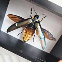 Image 2 of Deep Framed - Giant Bicolor Wood-Boring Beetle