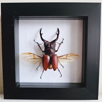 Framed - Fighter Stag Beetle