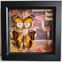 Scrapbook - Orange Butterfly Pair