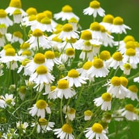 Image 1 of German Chamomile ( Matricaria Chamomile ) PB 3/4 