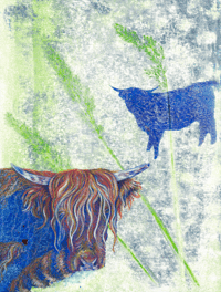 Image 1 of Blue Coos