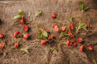 Image 1 of Different Garlands 