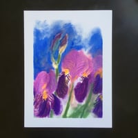 Iris pastel