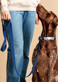 Image 2 of Pet collar & leash