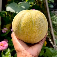 Minnesota Midget Melon
