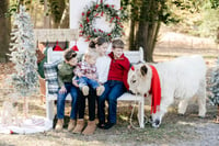 Christmas Moo Minis at Keep it Simple Stables