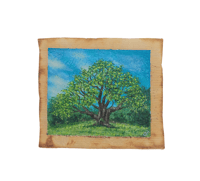 The Major Oak ~ Sherwood Forest 