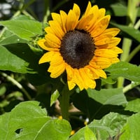 Sunray Yellow Hybrid Sunflower