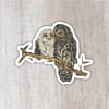 Spotted Owls Sticker