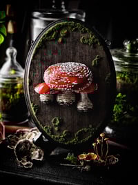 Image 2 of X-Large Sheltered Amanitas