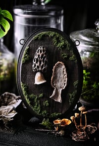 Image 2 of Morel