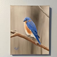 Image 2 of Eastern Bluebird - 8" x 10"