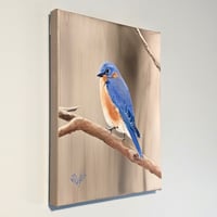 Image 3 of Eastern Bluebird - 8" x 10"