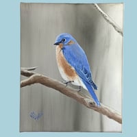 Image 5 of Eastern Bluebird - 8" x 10"