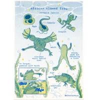 Image 1 of Xenopus Laevis Riso Print
