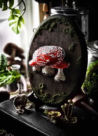 Image 1 of X-Large Sheltered Amanitas
