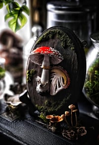 Image 1 of Sliced Amanita