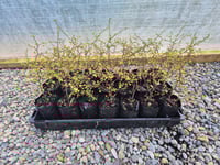 Image 1 of Muehlenbeckia Astonii ( Pohuehue/Creeping Wire Vine ) PB 3/4