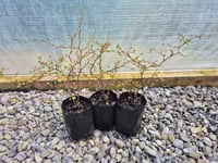 Image 2 of Muehlenbeckia Astonii ( Pohuehue/Creeping Wire Vine ) PB 3/4