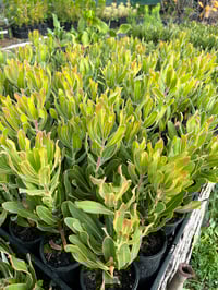 Image 4 of Protea Pink Mink 100mm