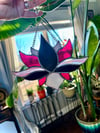 Pink & Black Lotus Flower Suncatcher