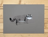 Image 1 of Pallas's Cat Print