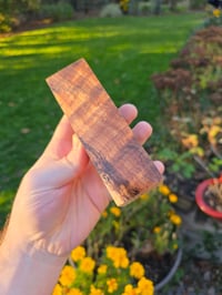 Image 2 of Tasmanian Blackwood 82 