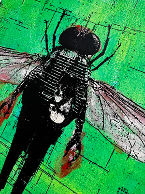 Image of The Fly