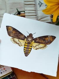 Image 2 of Death Hawk Moth ORIGINAL ARTWORK 