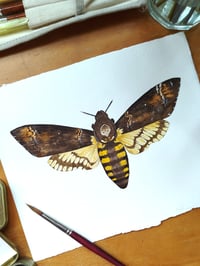 Image 1 of Death Hawk Moth ORIGINAL ARTWORK 