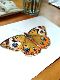 Image 2 of Common Buckeye Butterfly ORIGINAL ARTWORK 