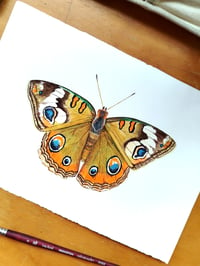 Image 3 of Common Buckeye Butterfly ORIGINAL ARTWORK 