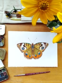 Image 1 of Common Buckeye Butterfly ORIGINAL ARTWORK 