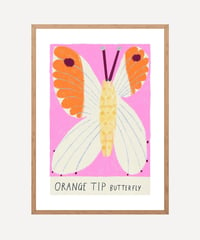 Image 4 of Orange Tip Butterfly