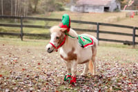 Chirstmas Pony Minis