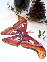 Image 2 of Atlas Moth ORIGINAL ARTWORK 