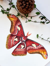 Image 3 of Atlas Moth ORIGINAL ARTWORK 