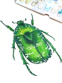 Image 2 of Protaetia Flower Chafer ORIGINAL ARTWORK 