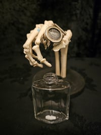 Image 1 of Vintage decorative bottle with Real Preserved Web