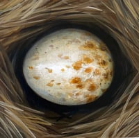 Carolina Chickadee Egg