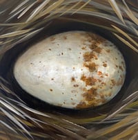 Carolina Wren Egg