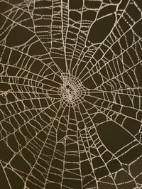 Image 4 of  Gothic Large Ornate black framed preserved web