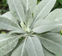 White Sage ( Salvia Apiana ) PB 3/4