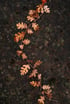 Autumn Wreath with Oak Leaves, Crocus Blossoms, and Bees Image 4