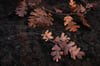 Spray of Oak Leaves with Bee