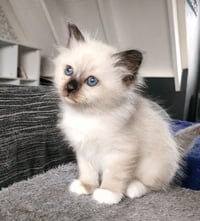 Birman (due Jan 25)