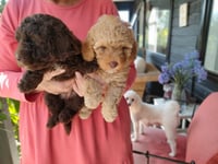 Poodle Puppies 